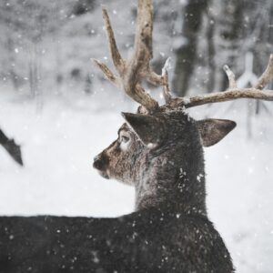 Deer snow forest