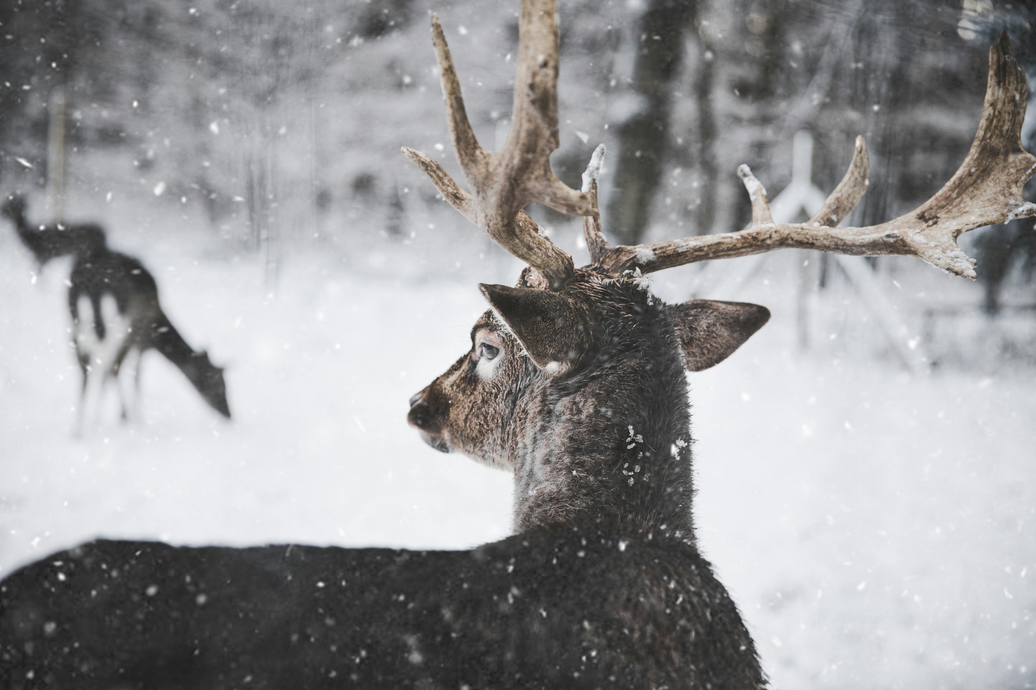 Deer snow forest