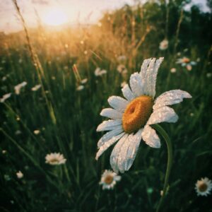 Dewy daisy sunrise nature