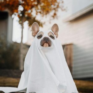Dog costume ghost halloween