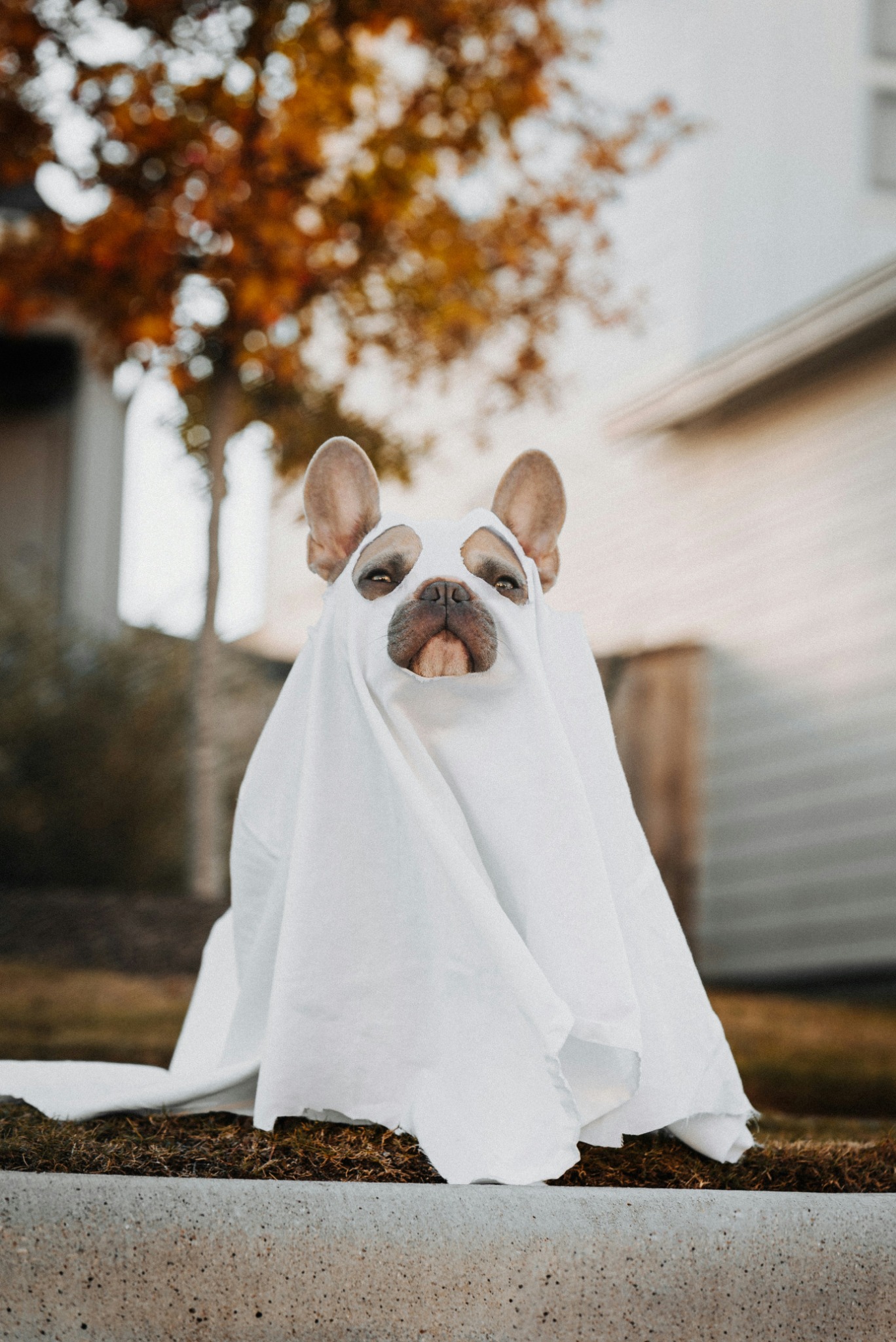 Dog costume ghost halloween