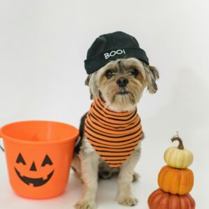 Dog halloween costume pumpkins