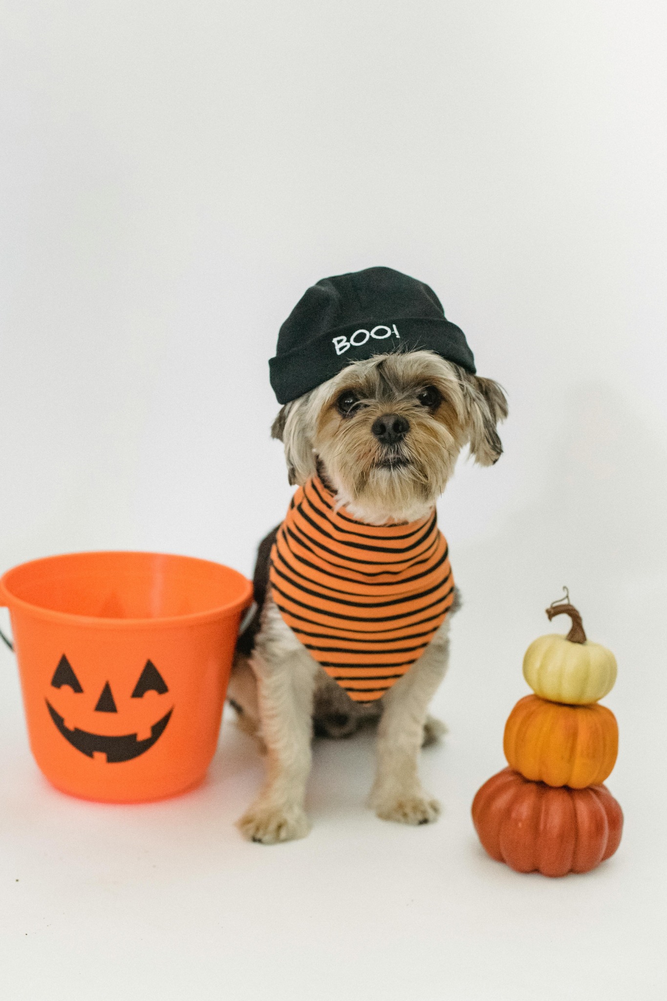 Dog halloween costume pumpkins
