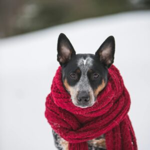 Dog red scarf snow