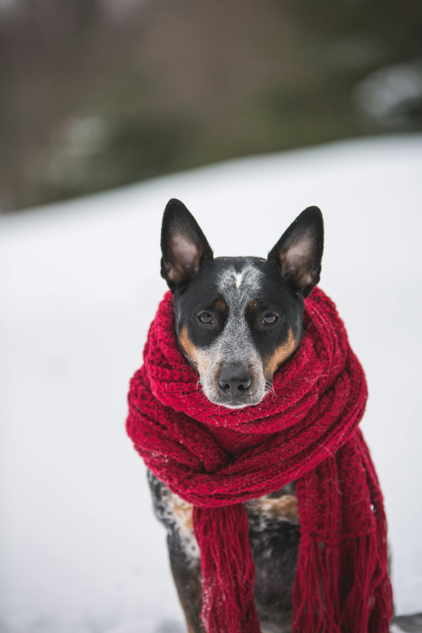 Dog red scarf snow
