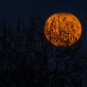 Eclipse tree silhouette moon