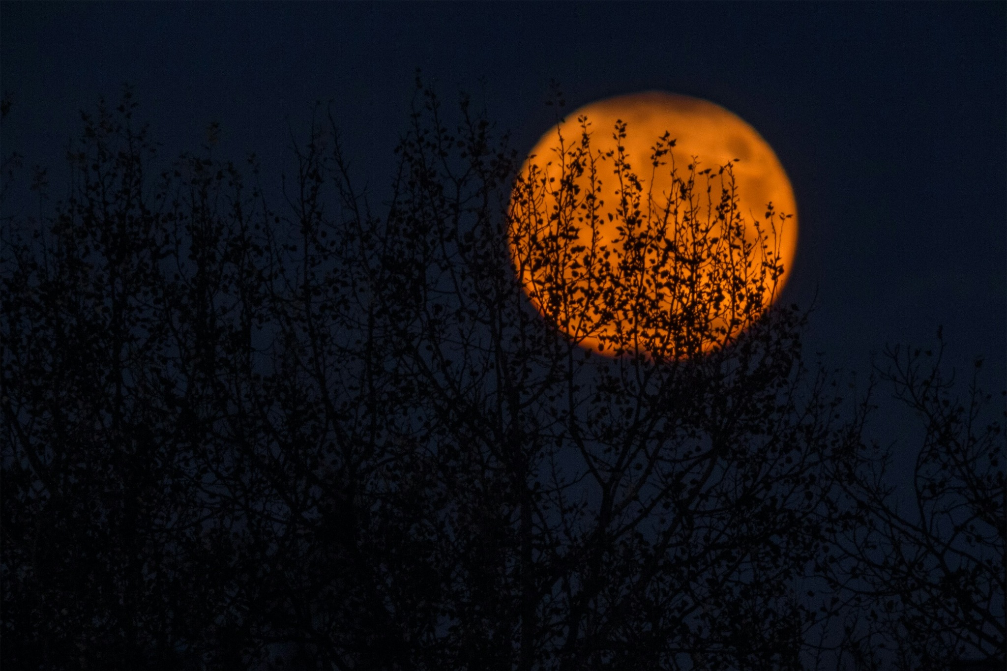 Eclipse tree silhouette moon