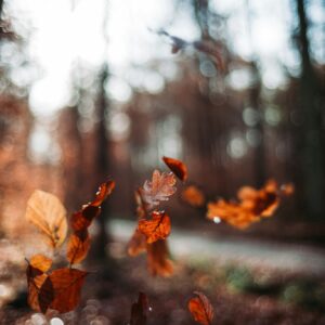 Falling leaves blur