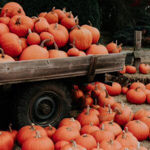 Farm fresh pumpkin pile