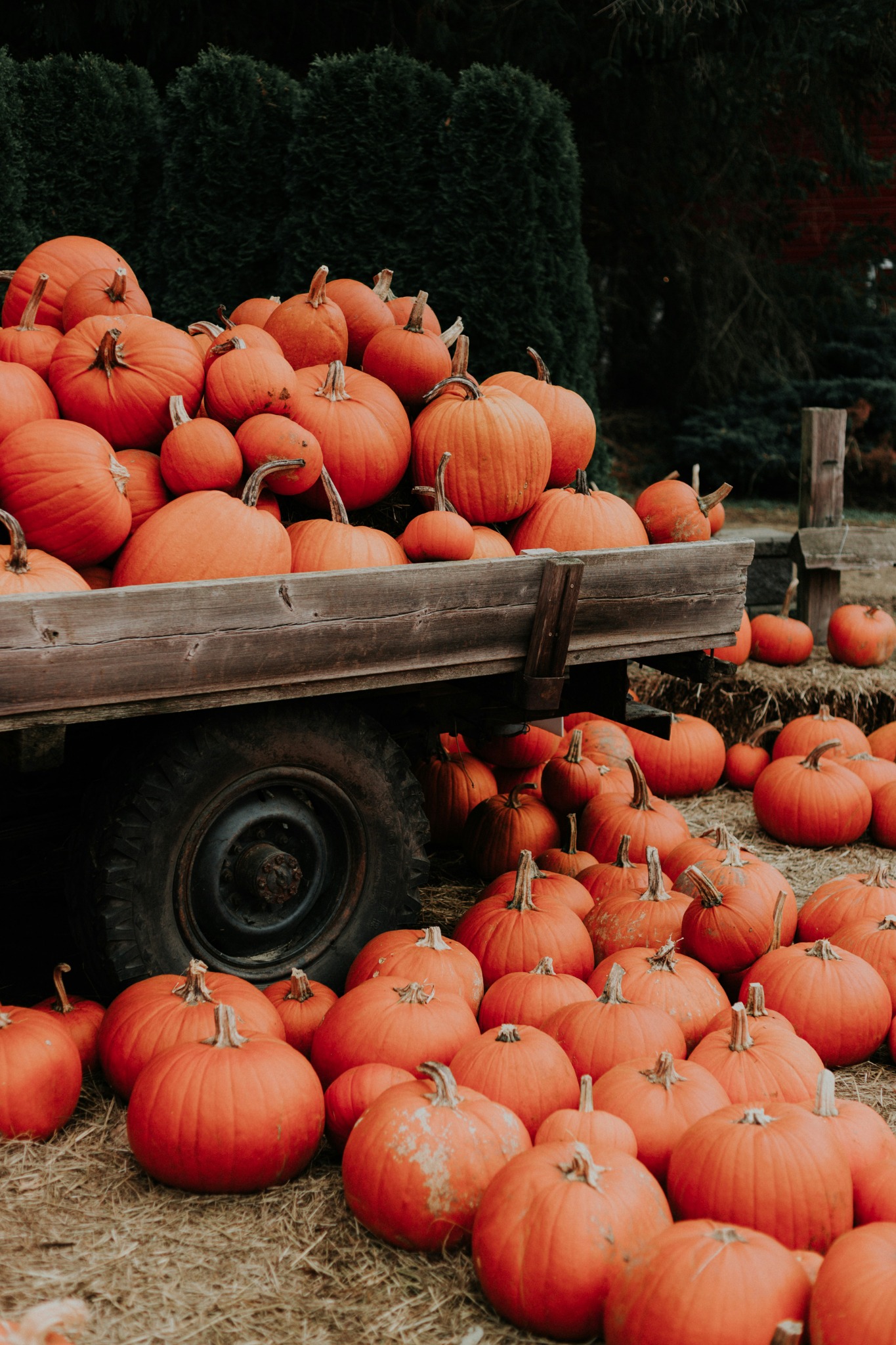 Farm fresh pumpkin pile