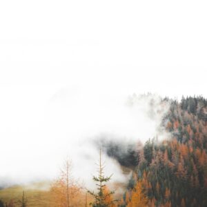 Fog over autumn forest