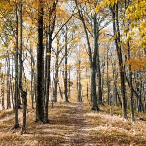 Forest path fall foliage