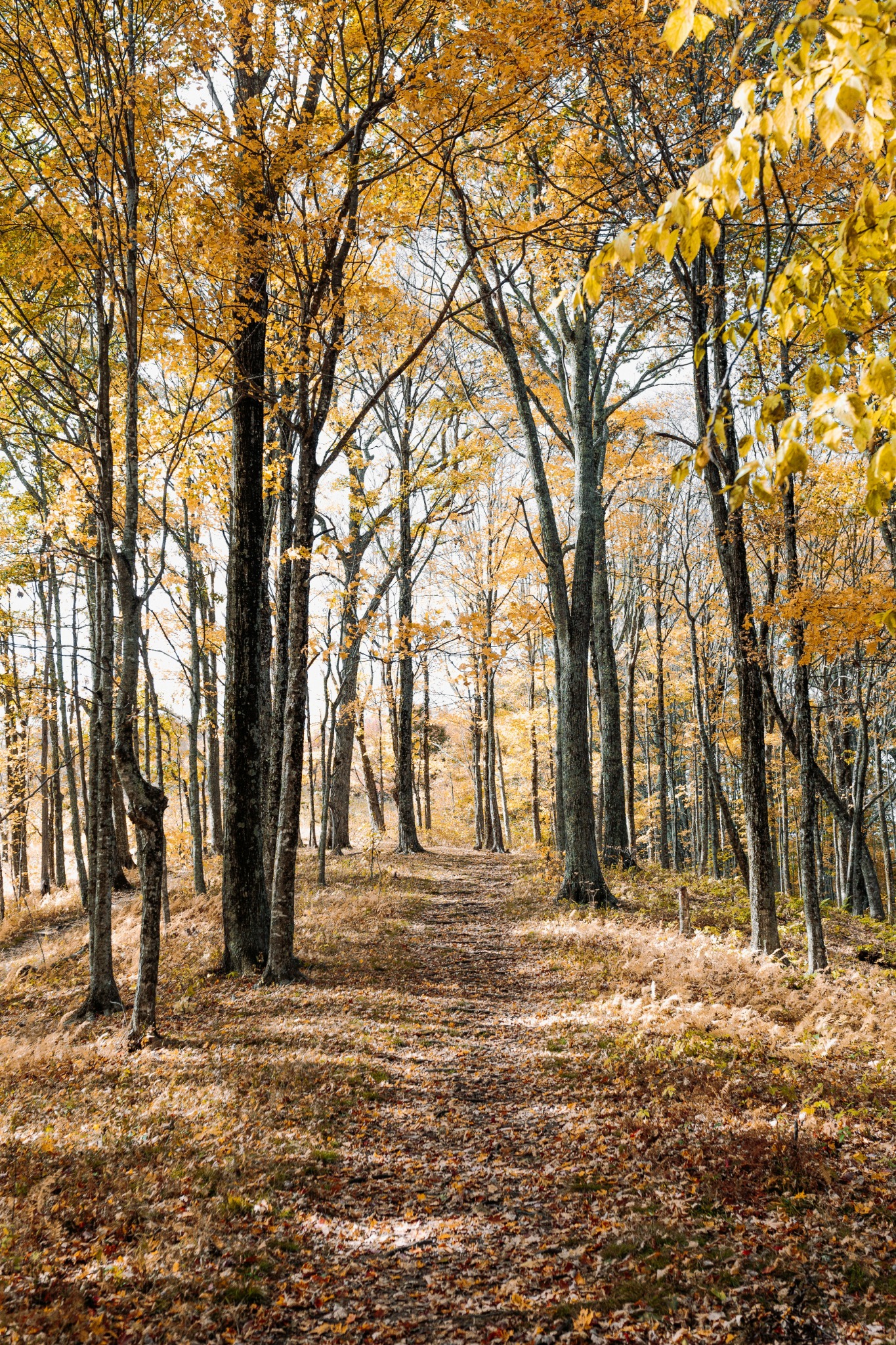 Forest path fall foliage