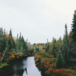 Forest river in fall