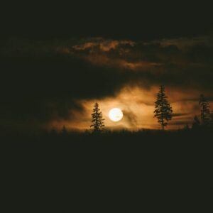 Forest silhouette moonrise