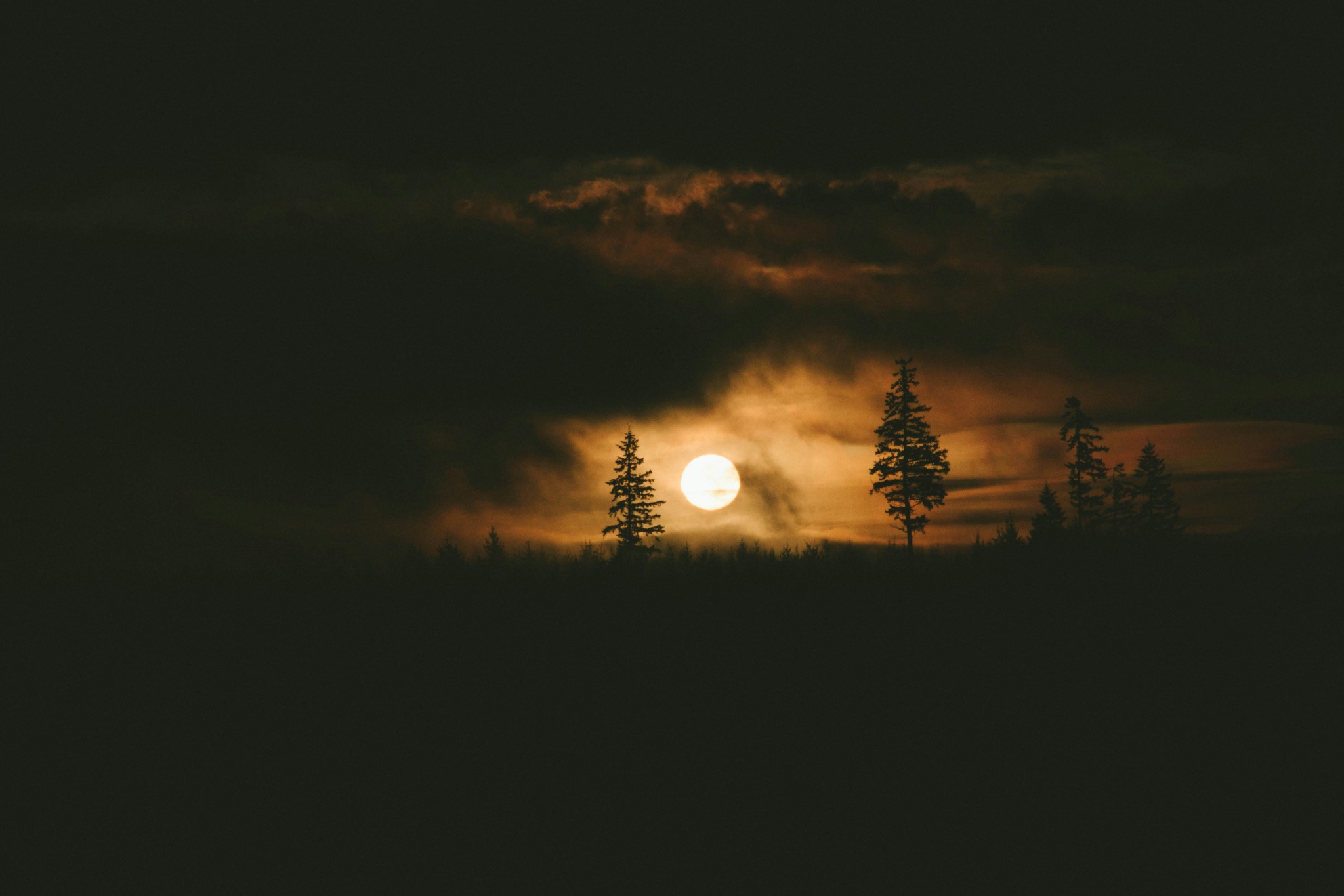 Forest silhouette moonrise