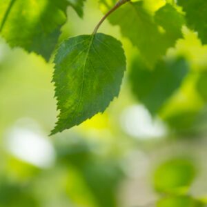 Fresh green tree leaves spring