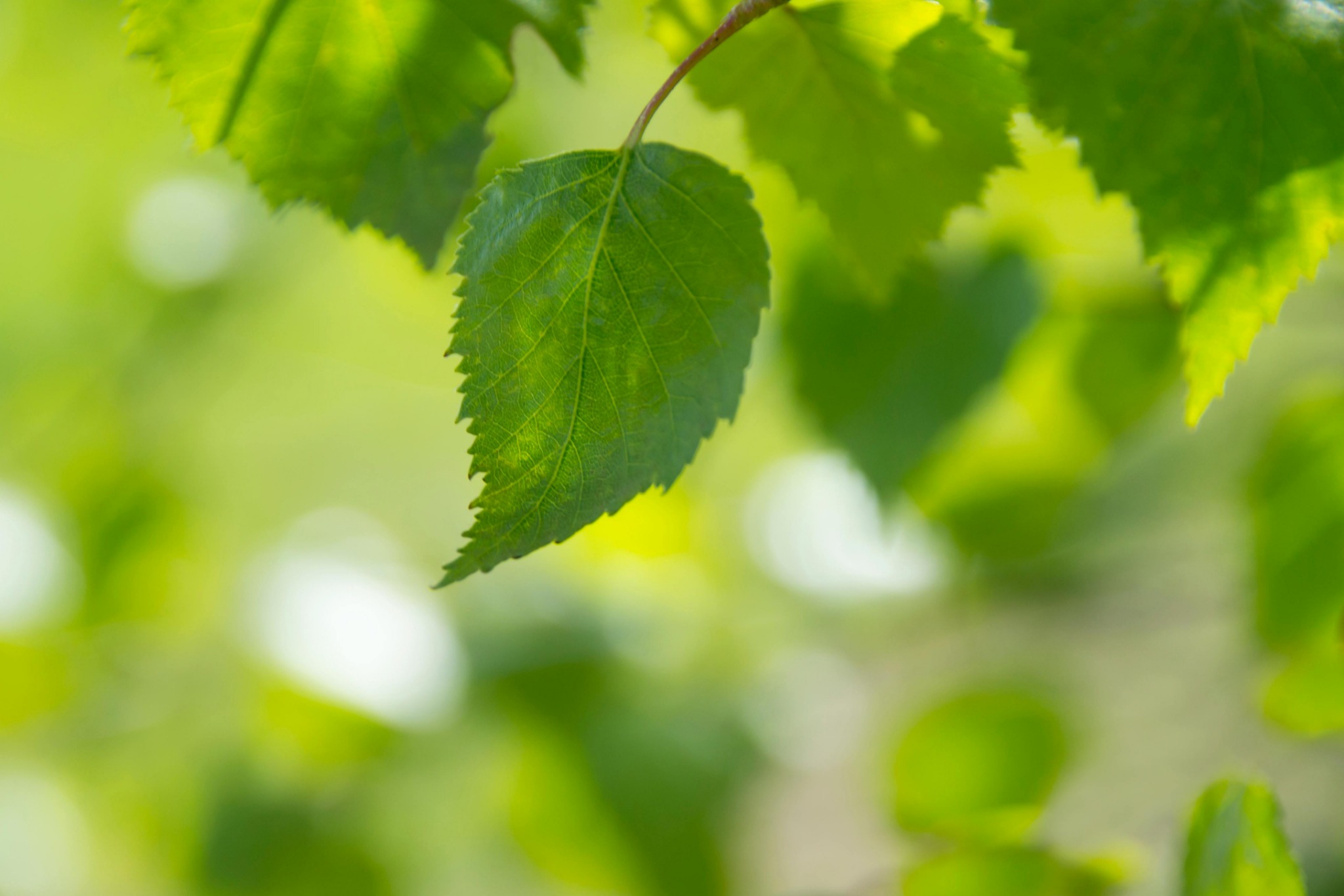 Fresh green tree leaves spring