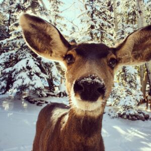 Friendly deer winter forest