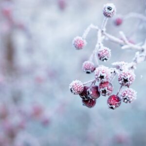 Frosted berries winter branch