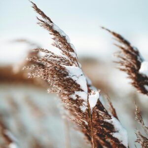 Frosted reeds winter