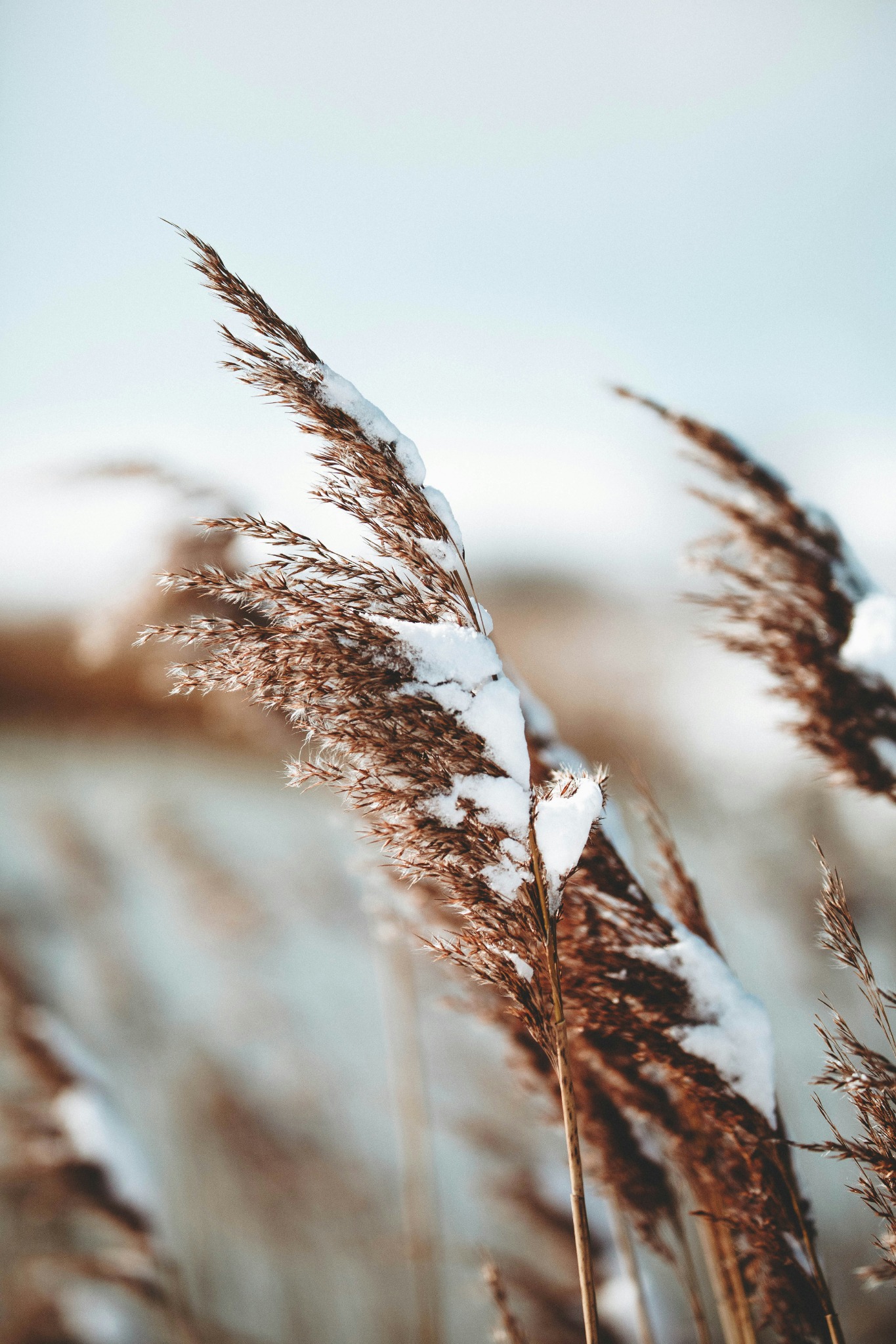 Frosted reeds winter