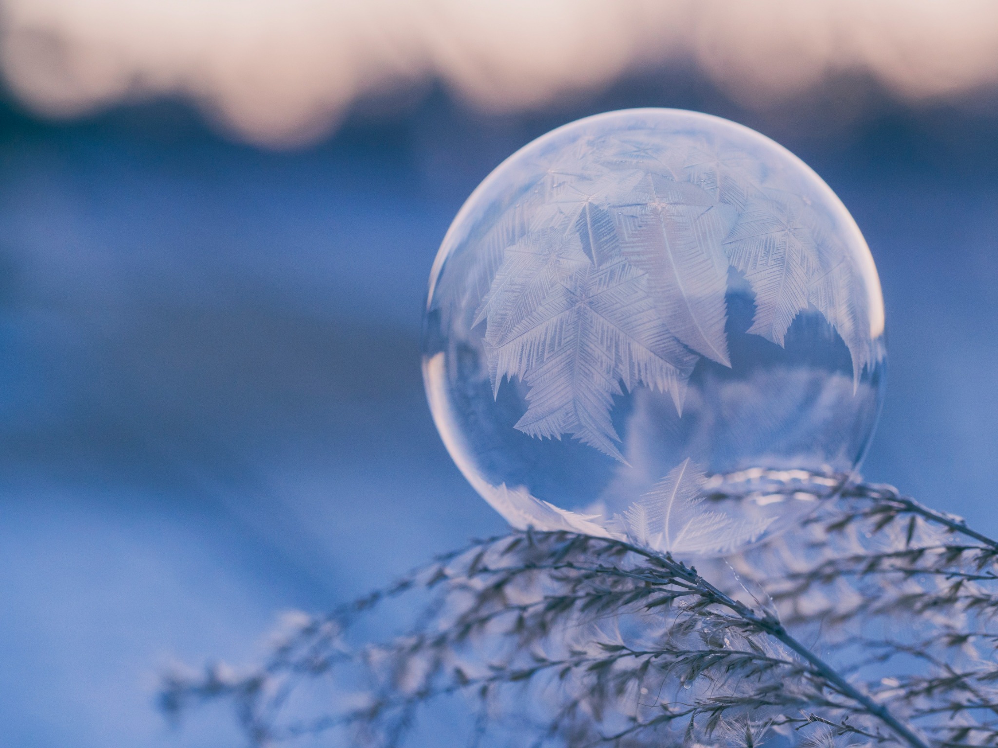 Frozen bubble plant stem