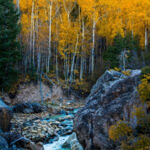 Golden aspen trees creek