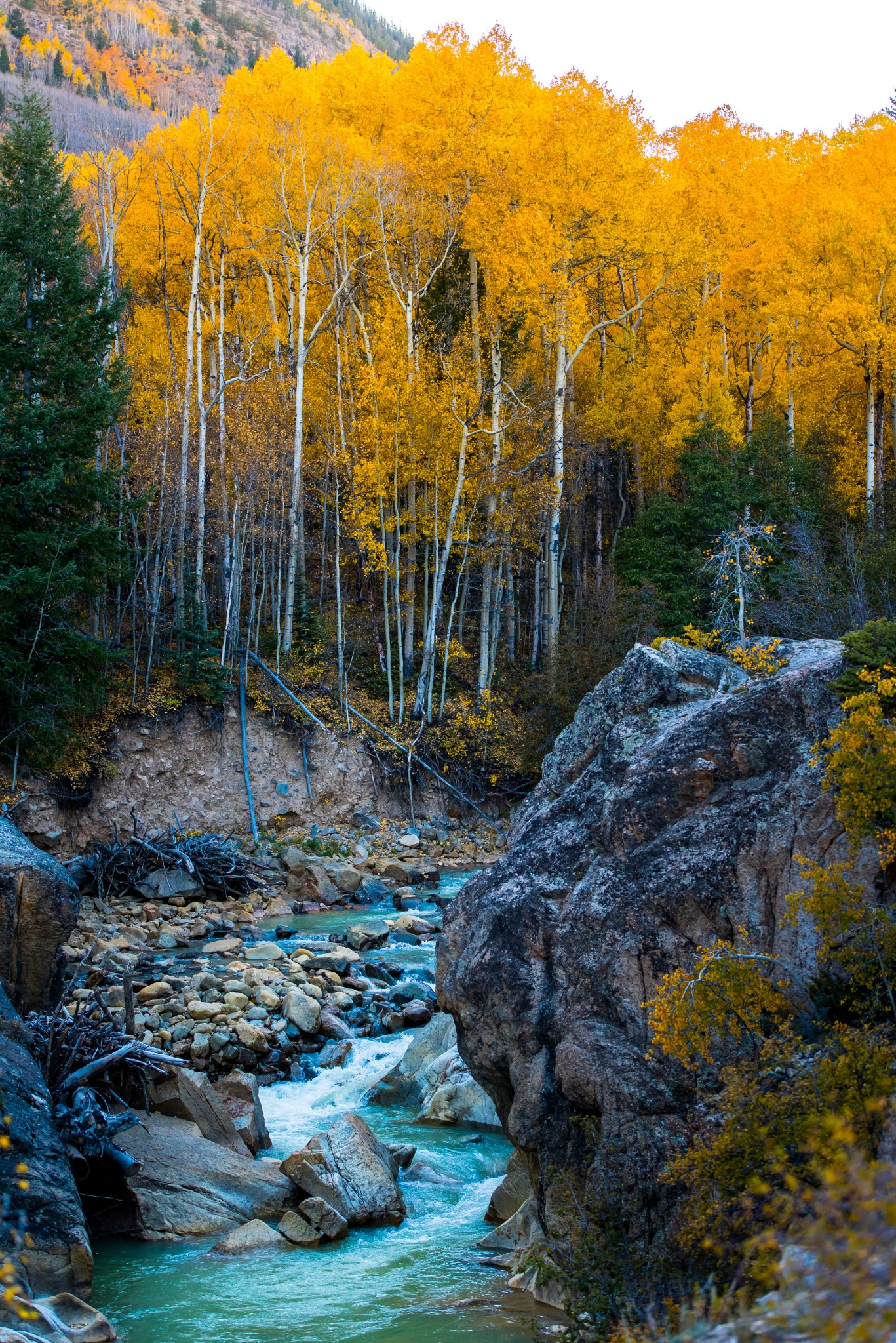 Golden aspen trees creek