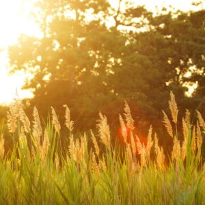 Golden hour grassland