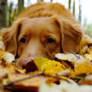 Golden retriever autumn leaves close up