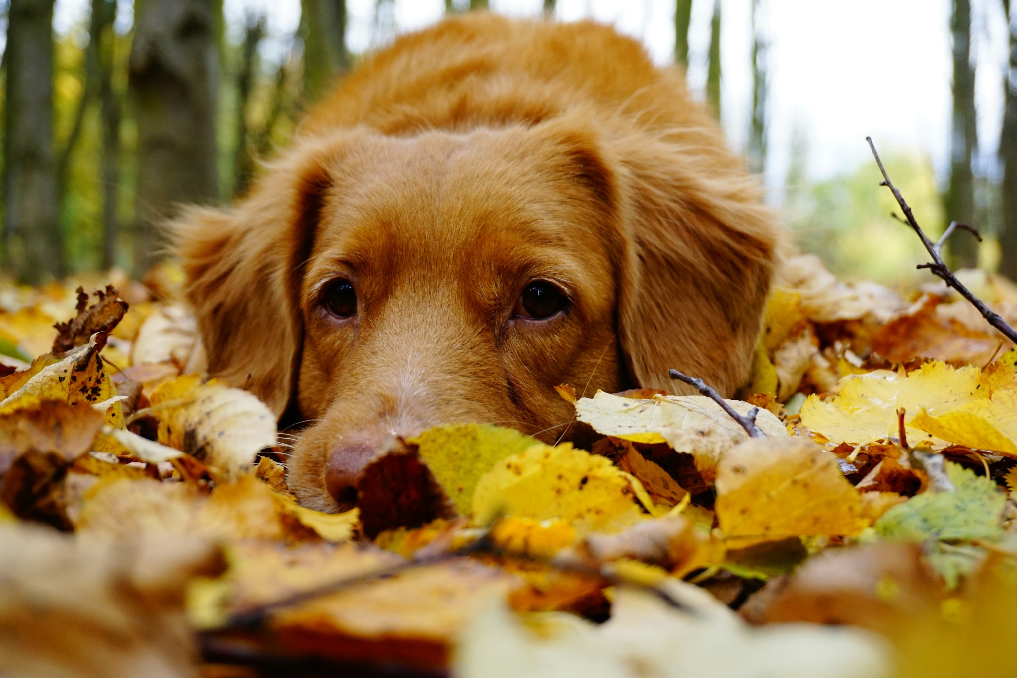 Golden retriever autumn leaves close up