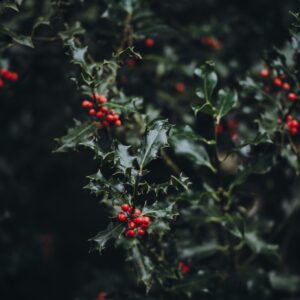 Holly berries dark green leaves