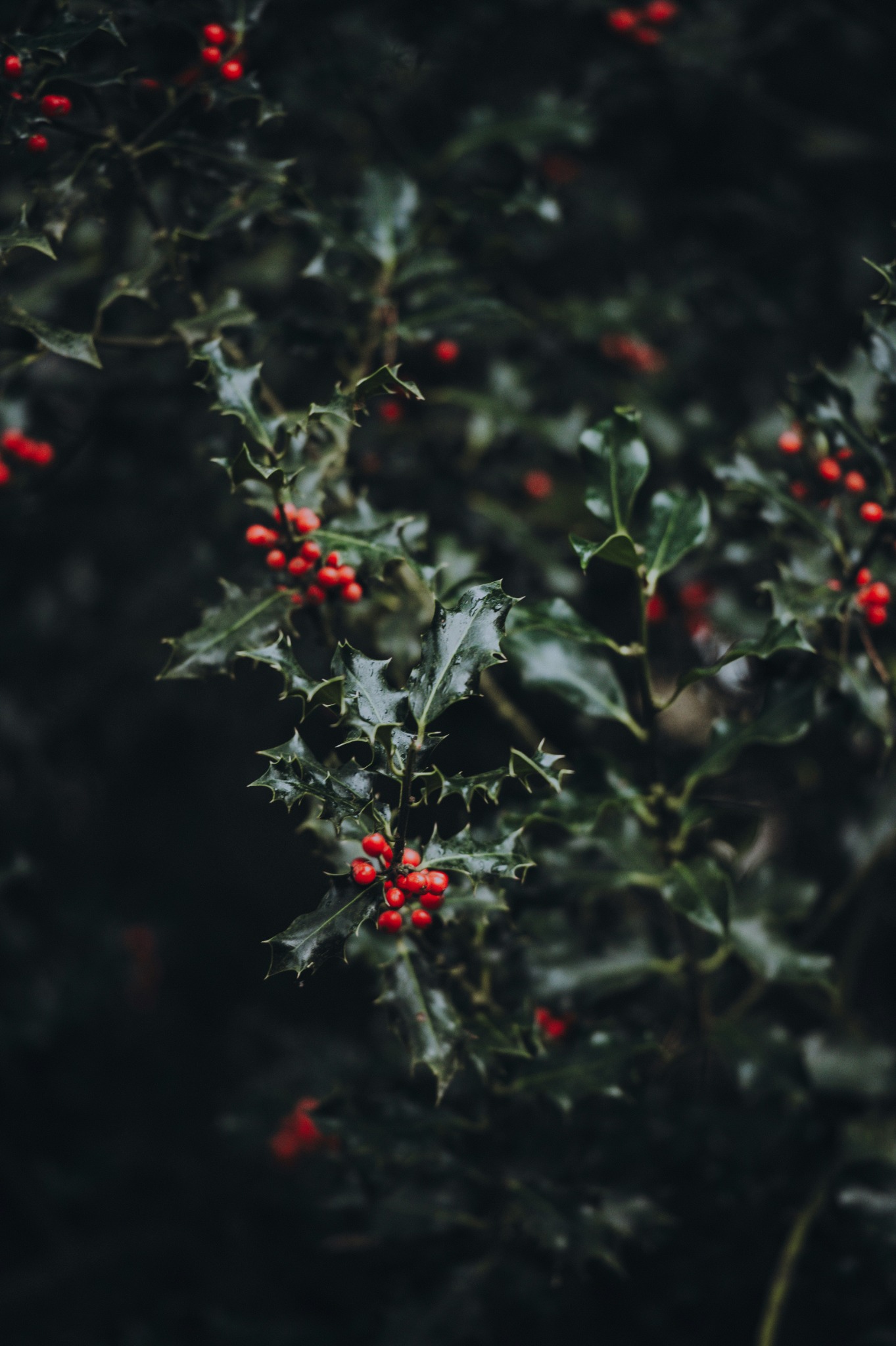 Holly berries dark green leaves