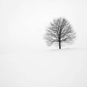 Lone tree snowy landscape