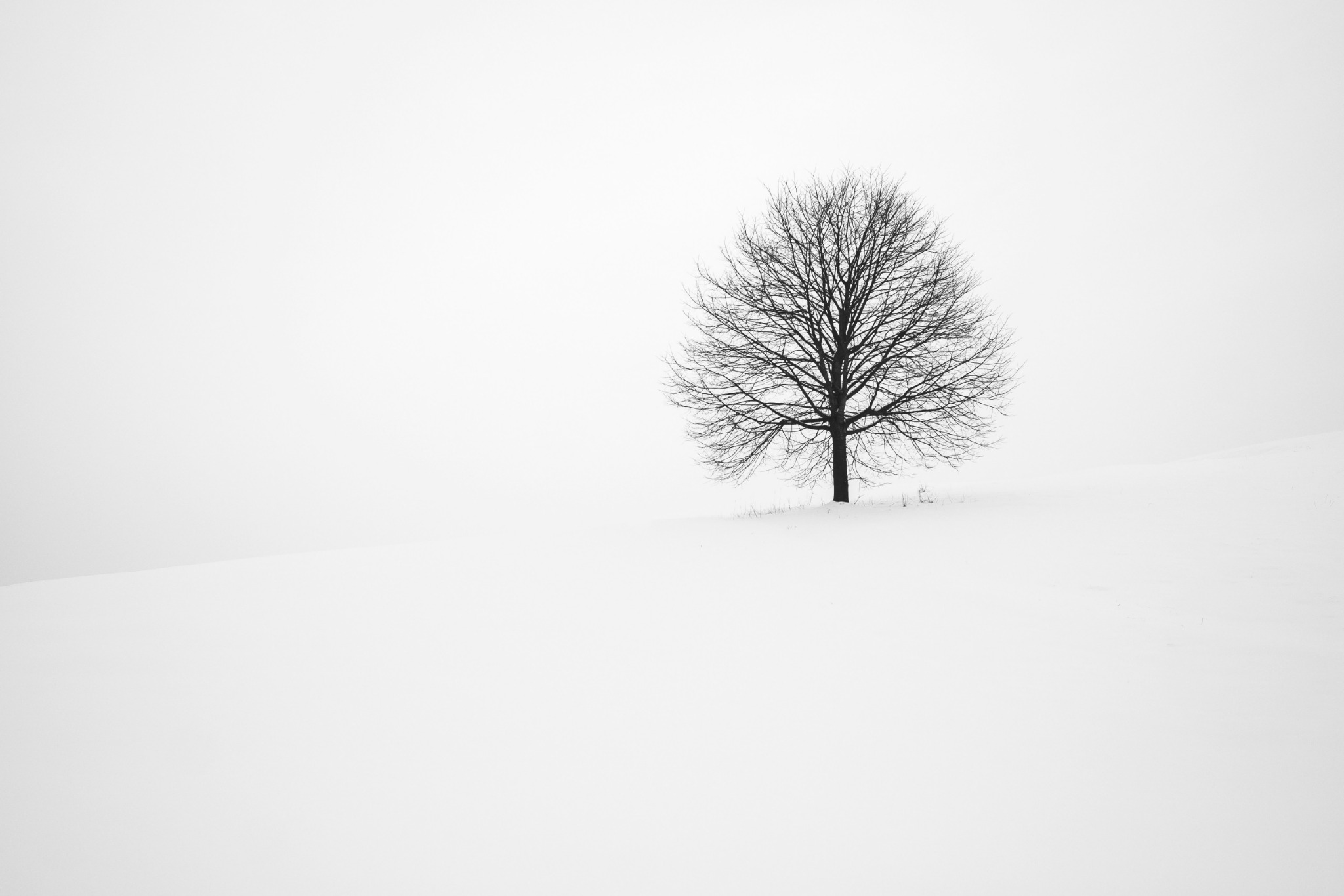Lone tree snowy landscape