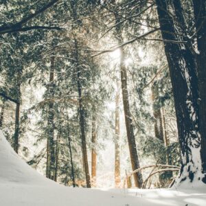 Magical winter sunbeams pine forest