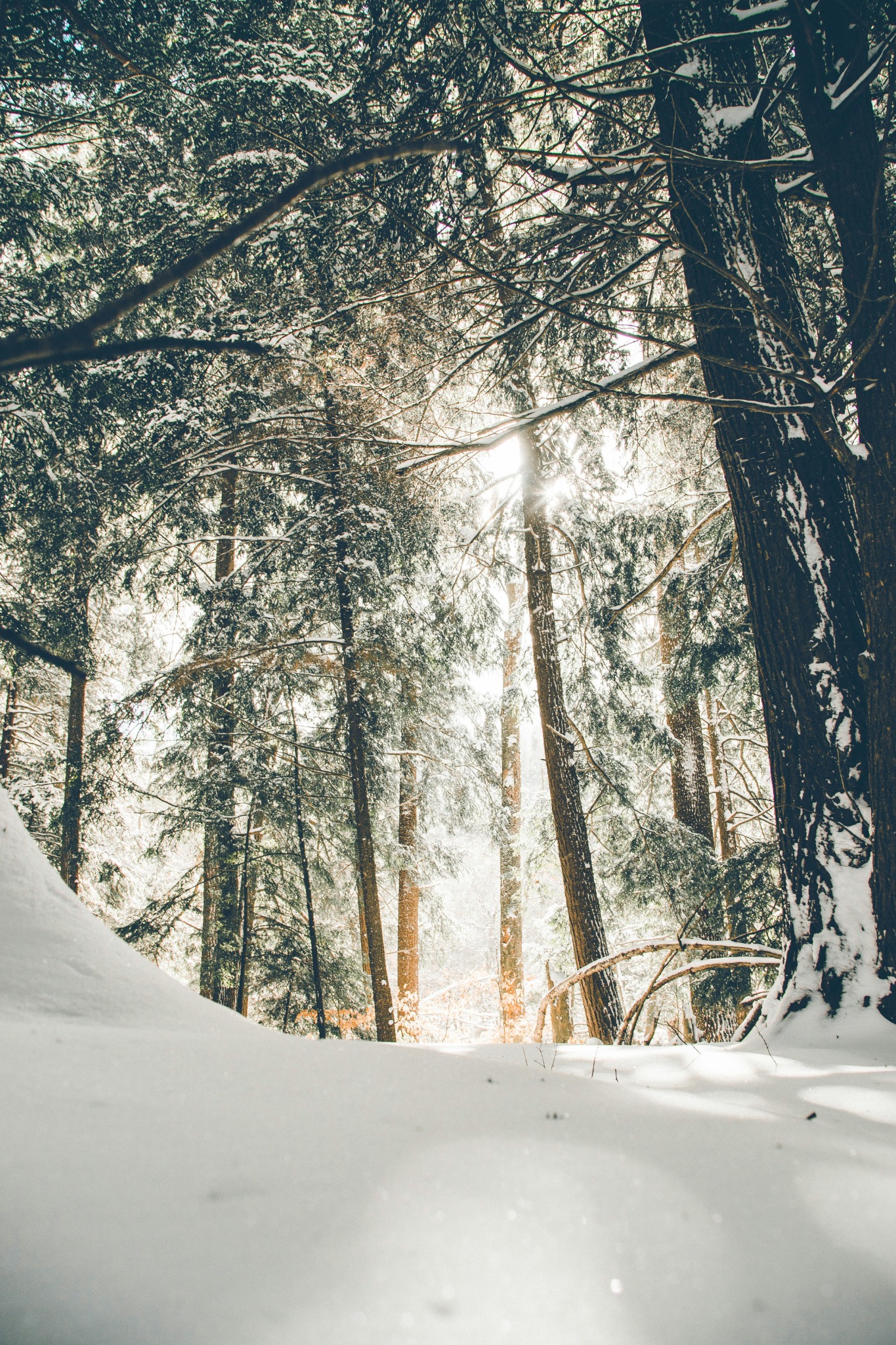 Magical winter sunbeams pine forest