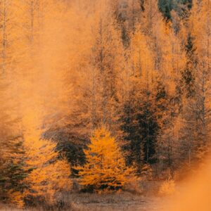 Misty autumn forest pathway