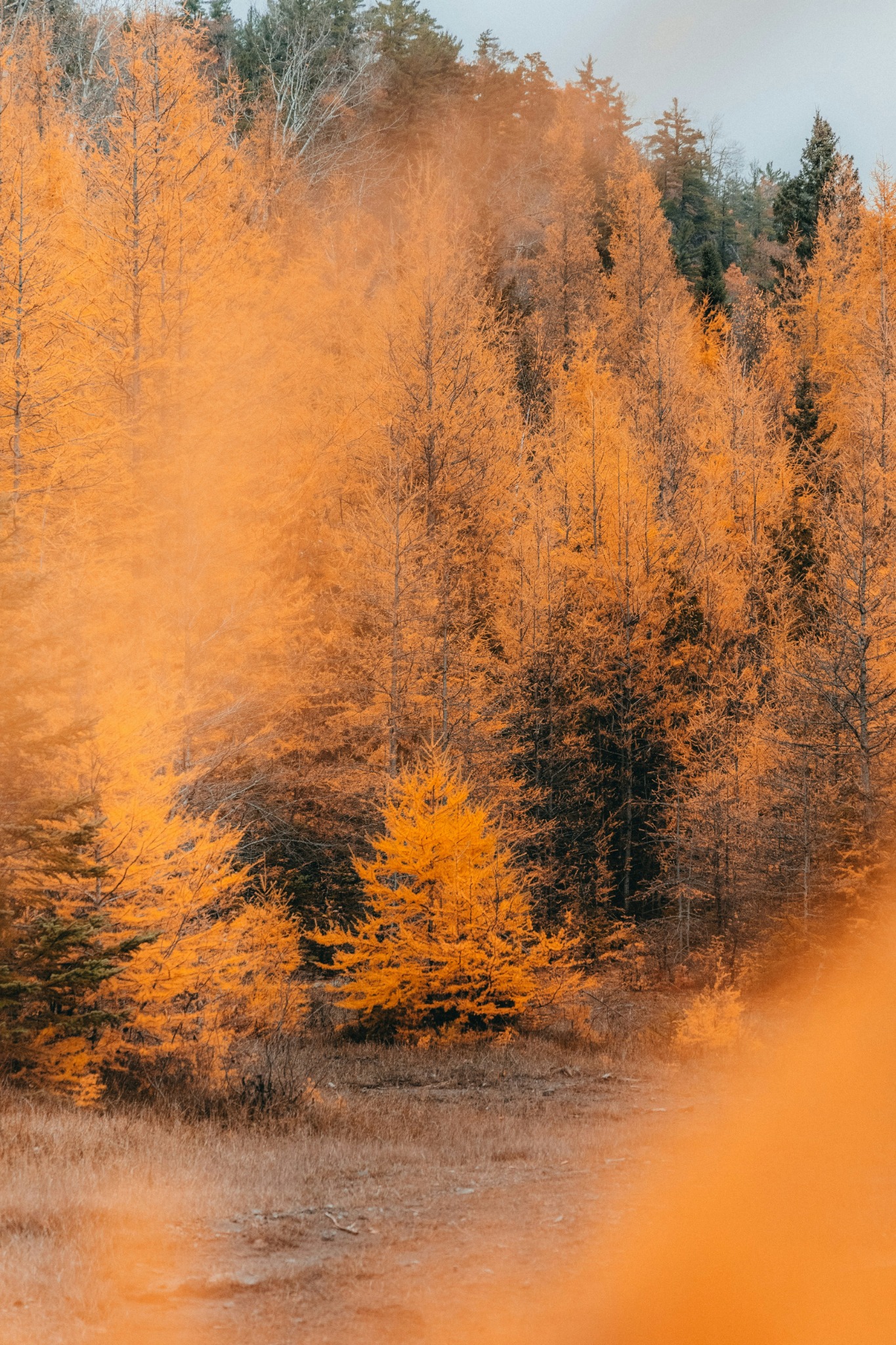 Misty autumn forest pathway