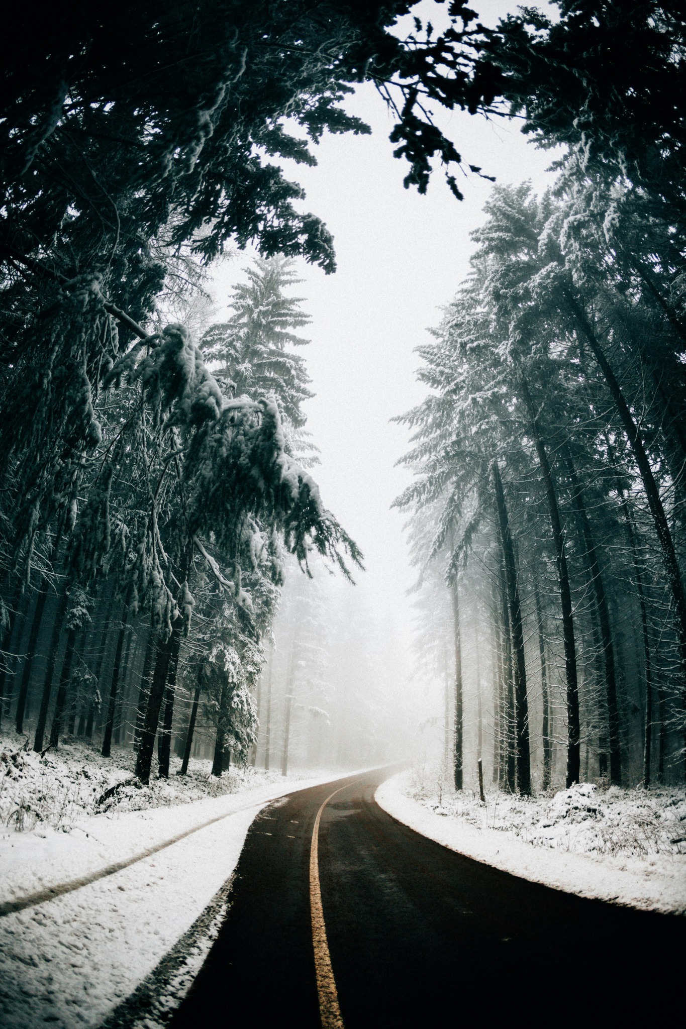Misty snowy forest road