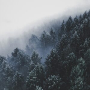 Misty winter forest frosty trees