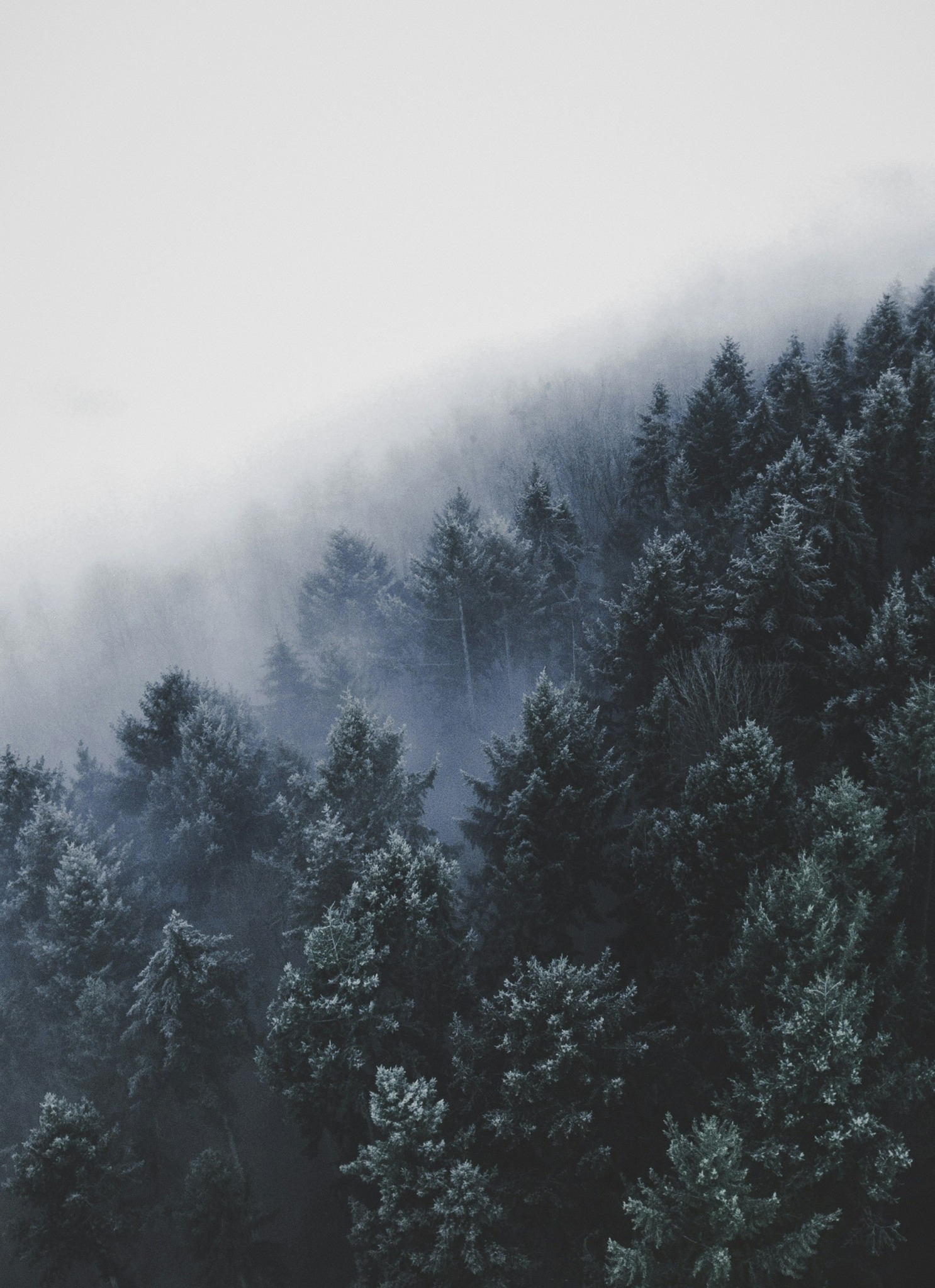 Misty winter forest frosty trees