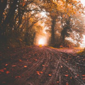 Muddy path autumn trees