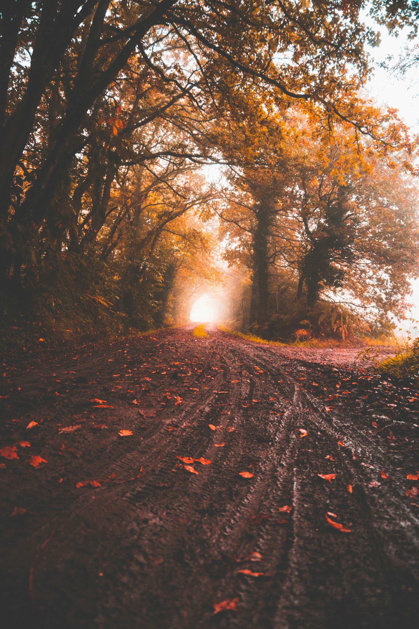 Muddy path autumn trees