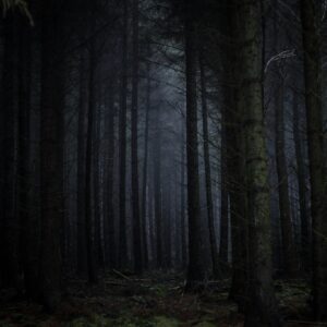 Mysterious forest fog trees