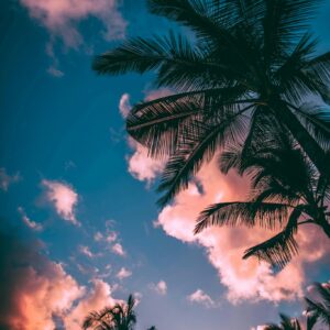 Palm trees sunset clouds