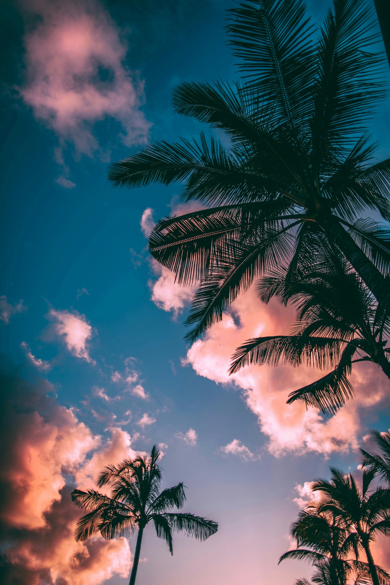 Palm trees sunset clouds