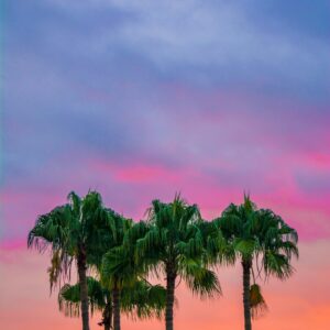 Palm trees vivid sunset