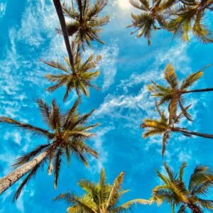 Palms against sunny sky